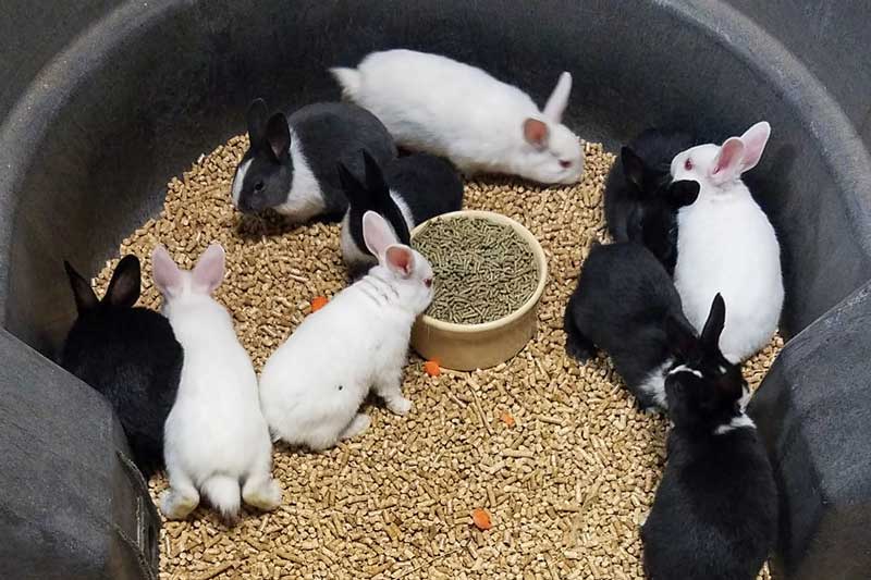baby rabbits and chicks for sale | Lexington Farm & Garden, Lexington NC